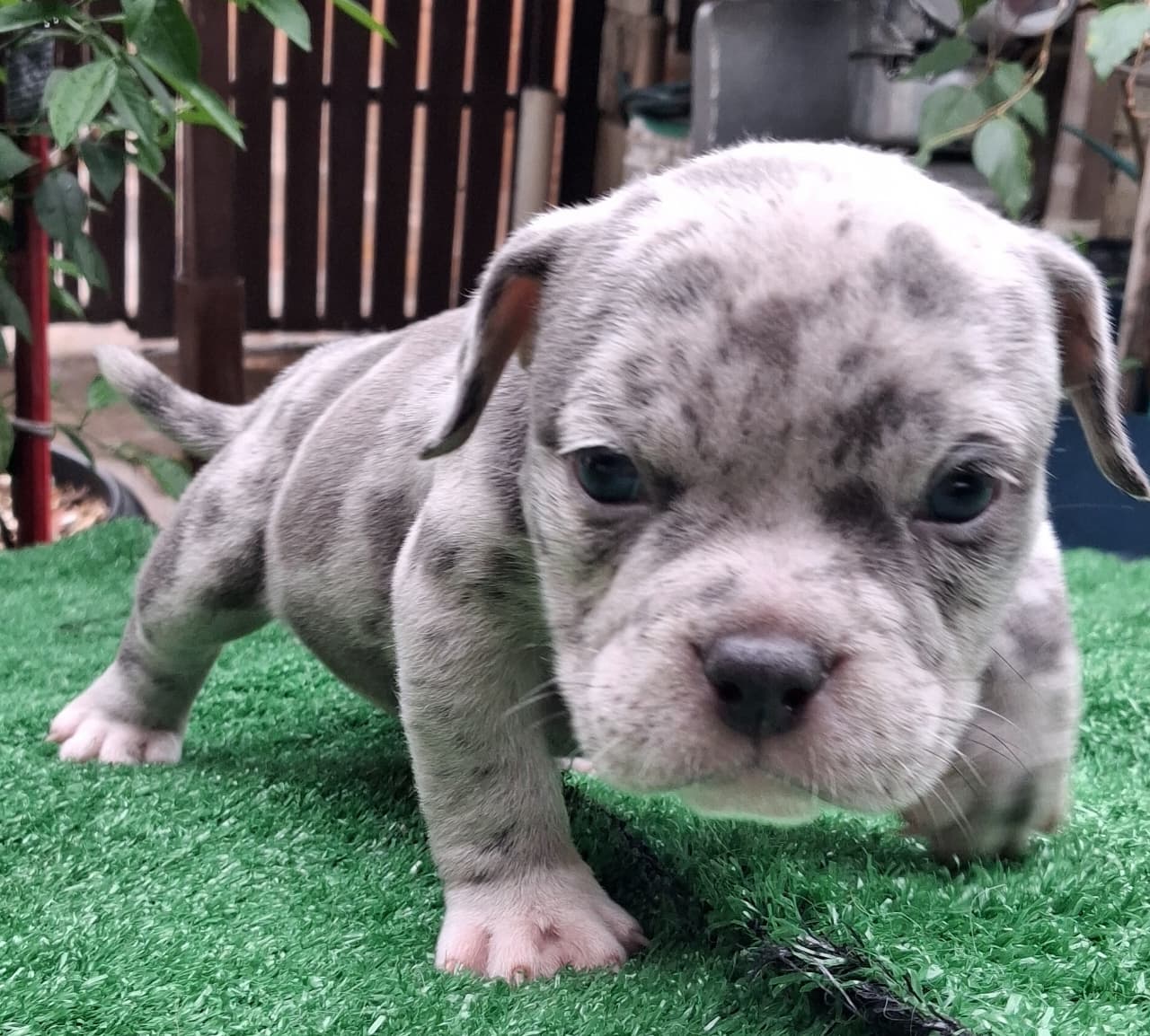 American Bully - Foto 1