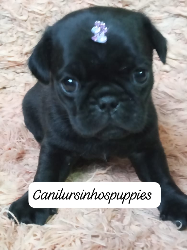 Pug - Foto 1