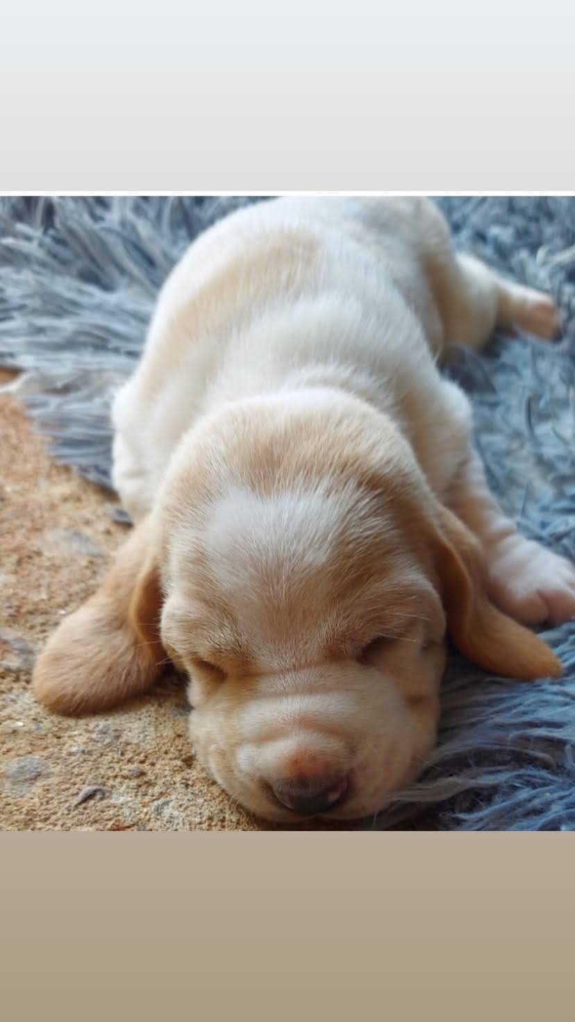 Filhotes de Basset hound com pedigree  - Foto 3