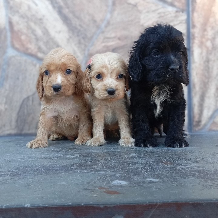 Lindos filhotes de Cocker Spaniel Inglês - Foto 1