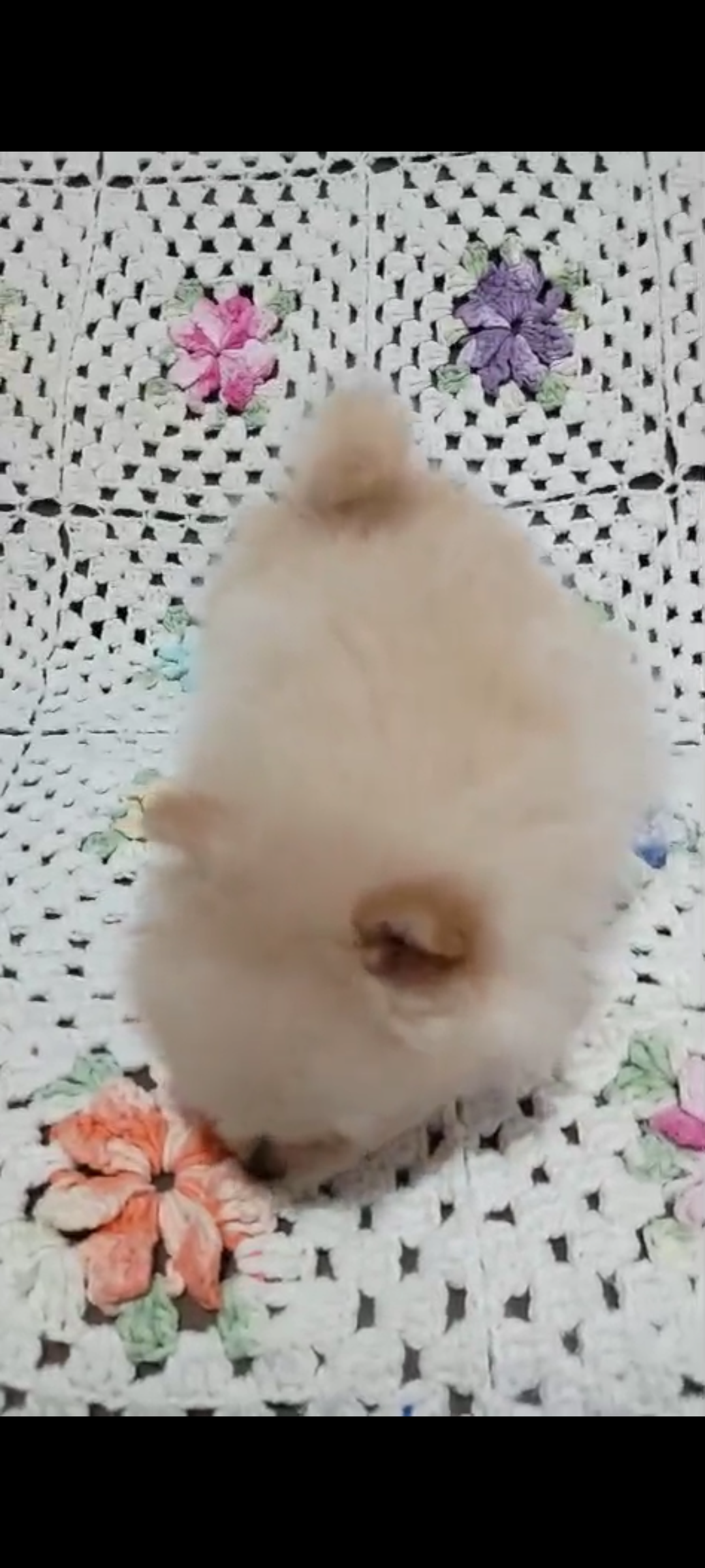 Filhote de spitz alemão anão fêmea - Foto 1