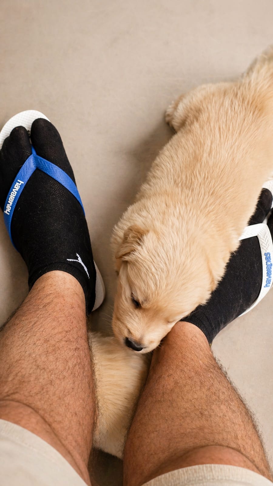 Golden Retriever - Foto 3