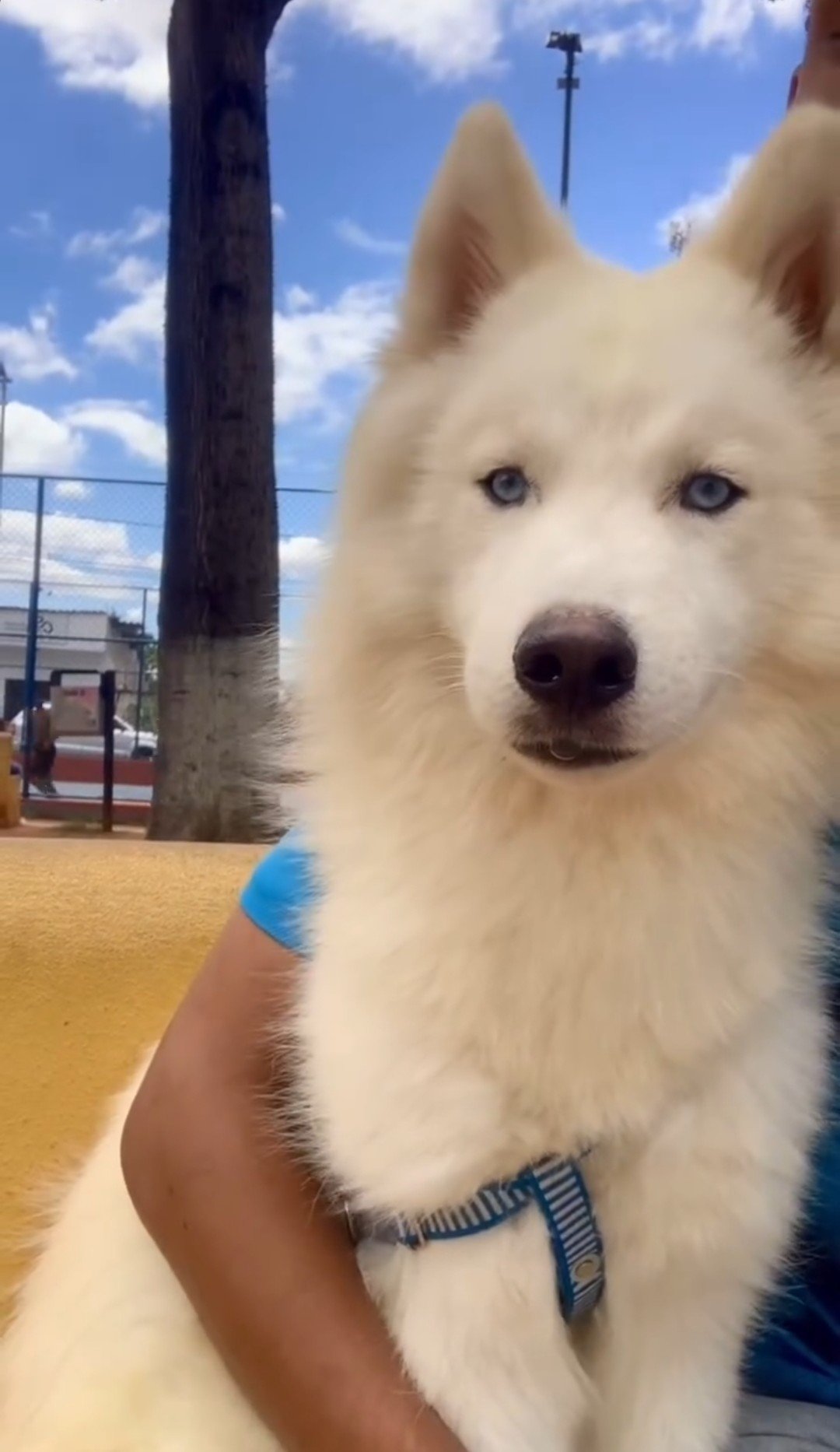 Husky siberiano  - Foto 1