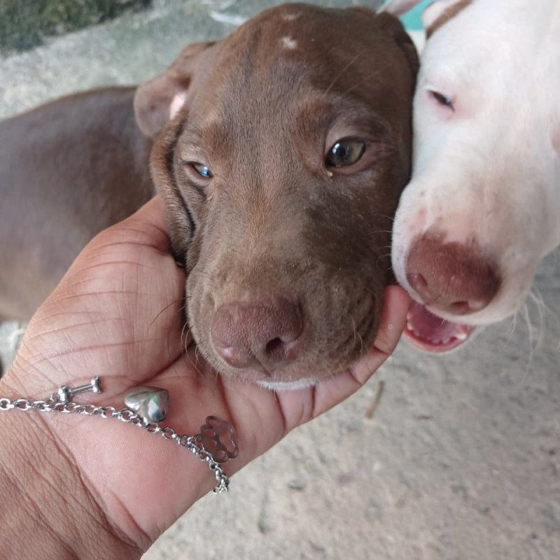 Vendo Pitbull - Foto 1