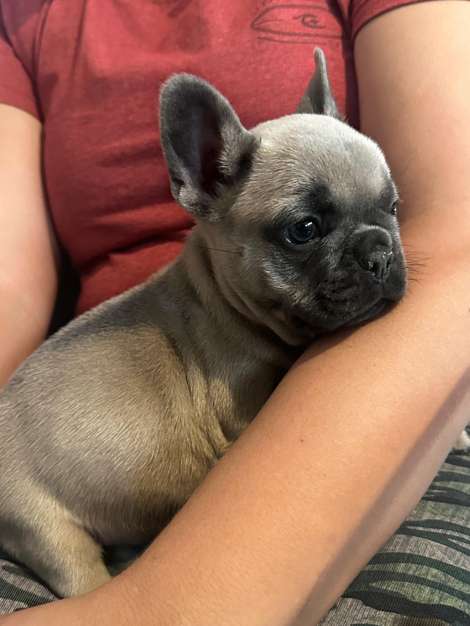 Buldogue francês  - Foto 1
