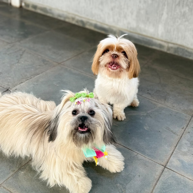 Lindos Filhotes de ShihTzu - Foto 5