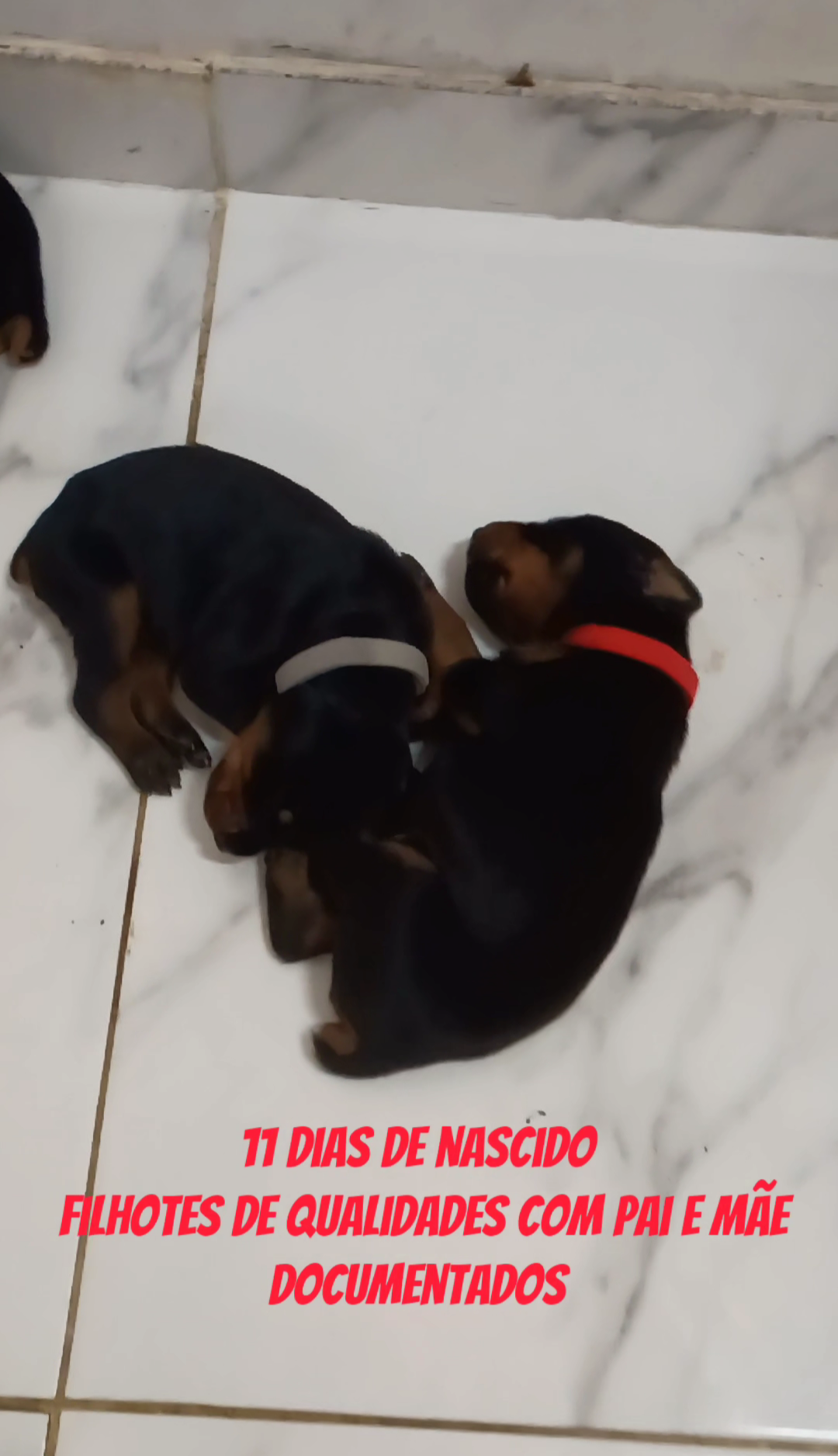 Doberman - Foto 2