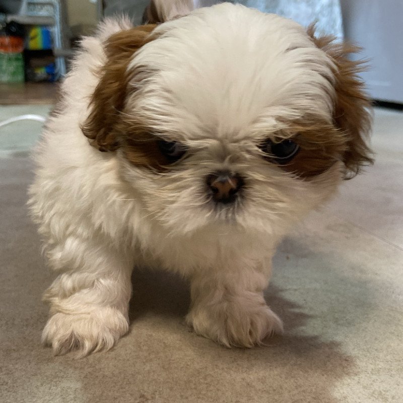 Filho de shih tzu - Foto 3