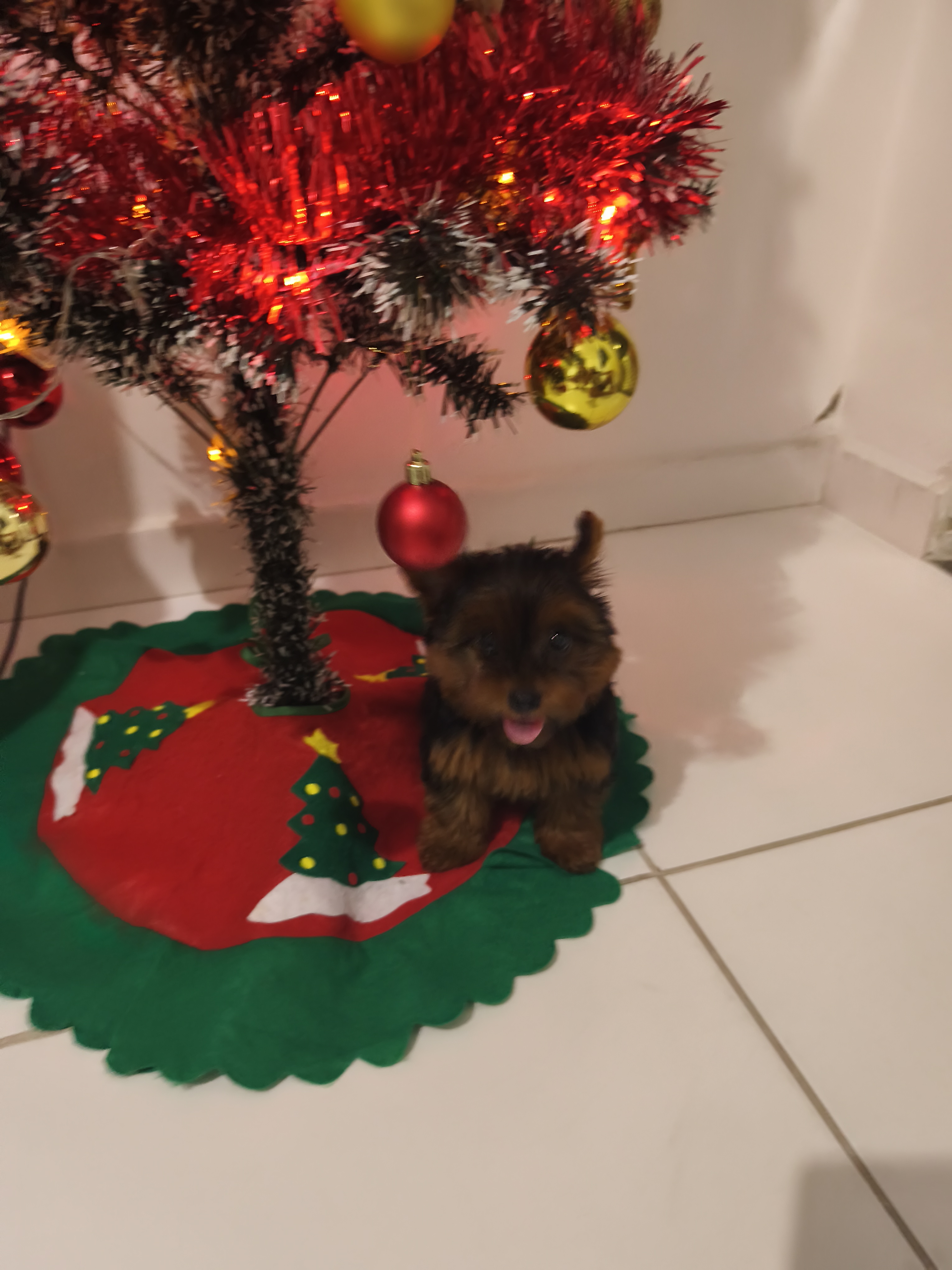 Yorkshire Terrier - Foto 1