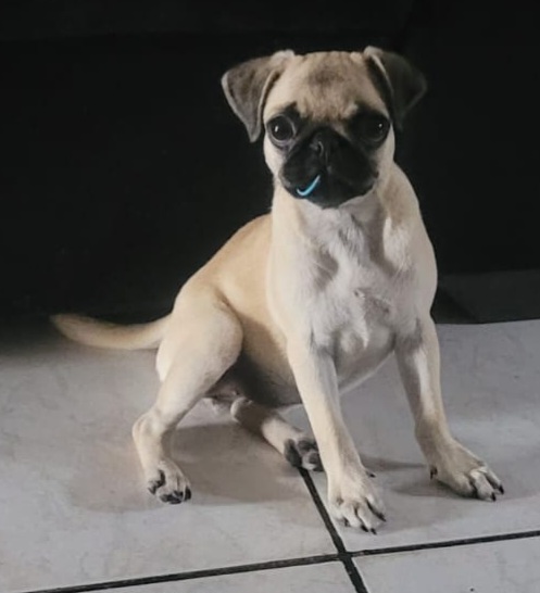 Vendo Filhote Pug com Pedigree - Foto 4