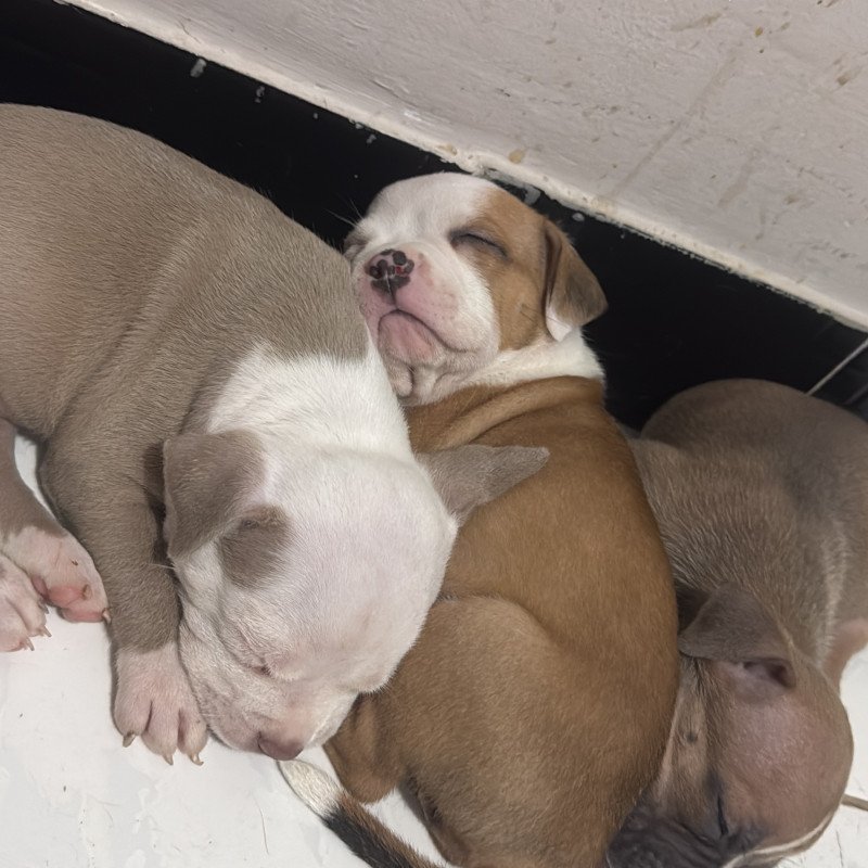Lindos flores de American Bully - Foto 1