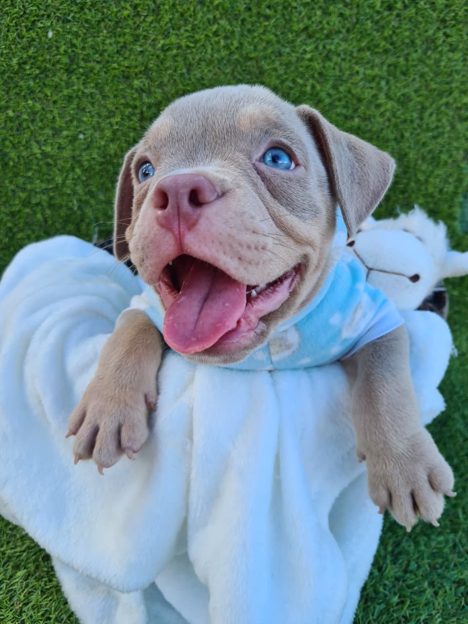 American Bully - Foto 1