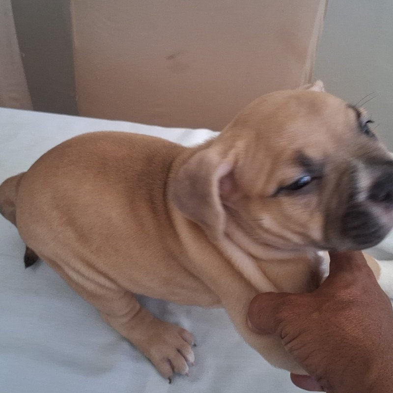 Amo pra toda vida - Foto 3