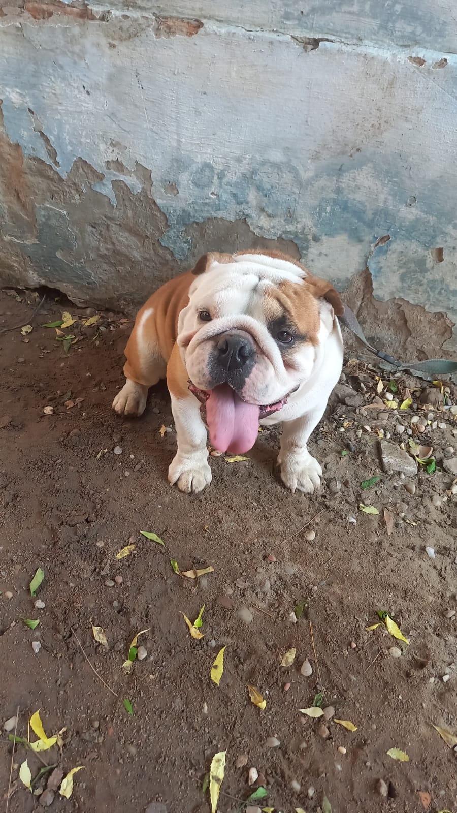 Vendo Bulldog inglês  - Foto 1