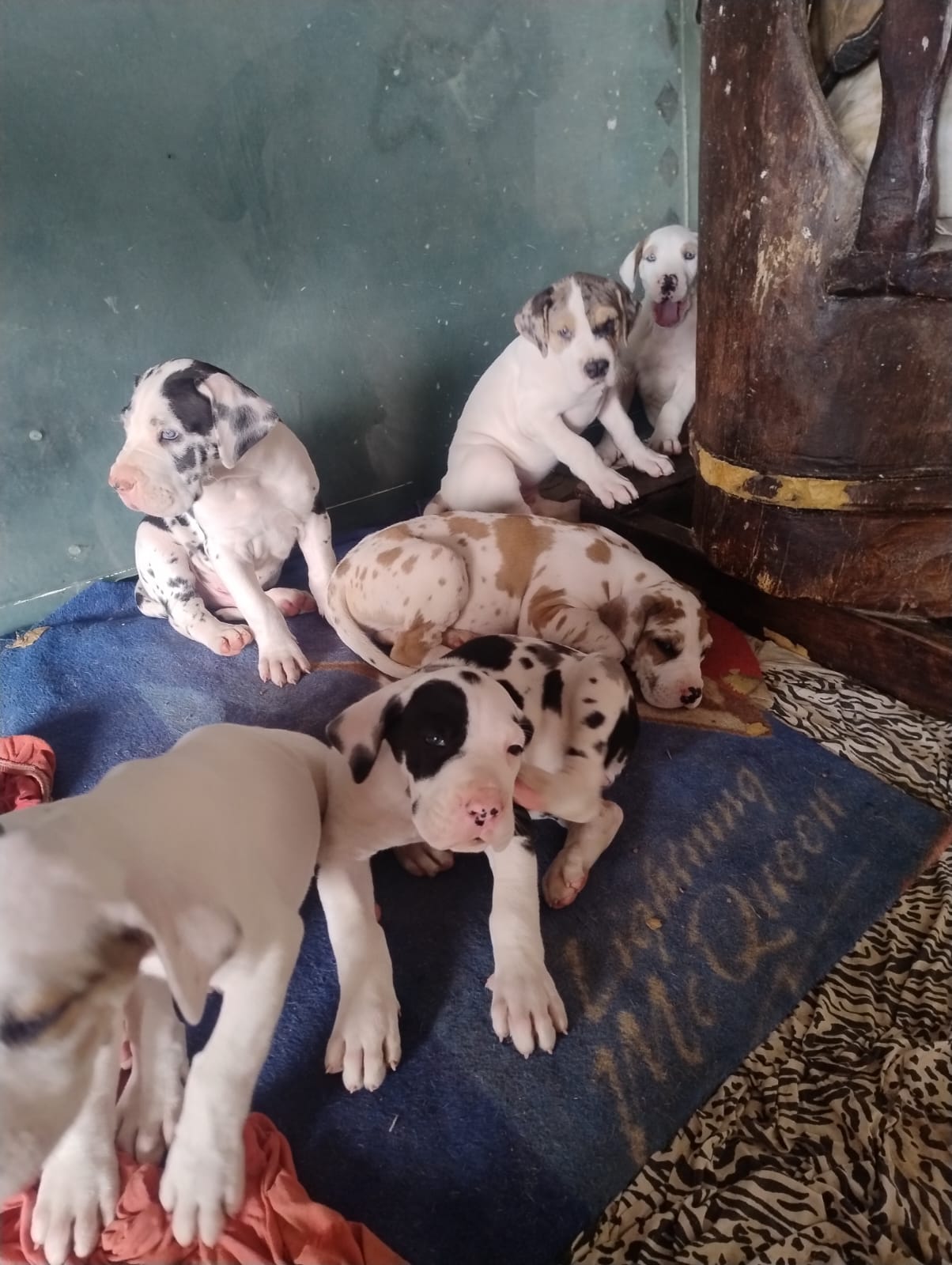 Filhotes de Dogue alemão  - Foto 1