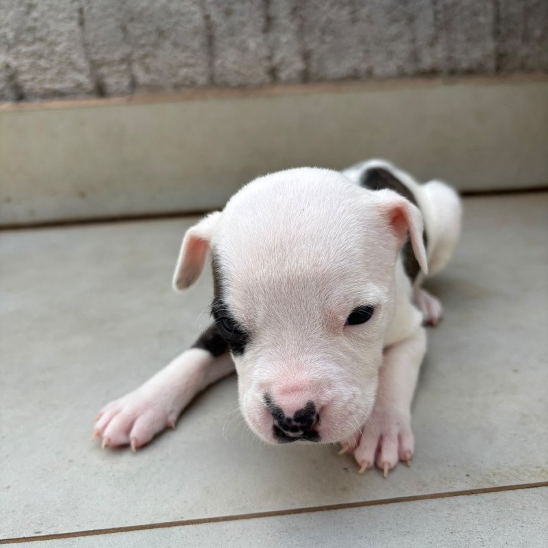 Lindos Filhotes de Pitbull - Foto 2