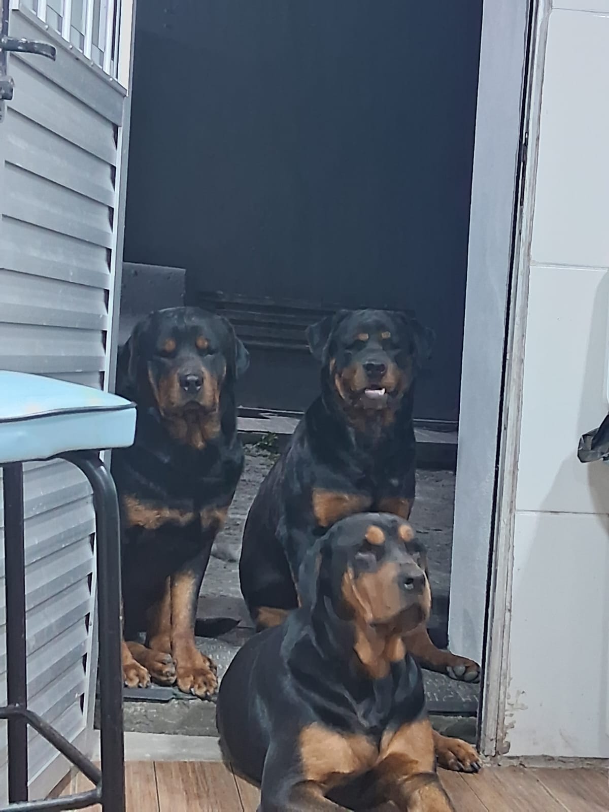 Rottweiler - Foto 2