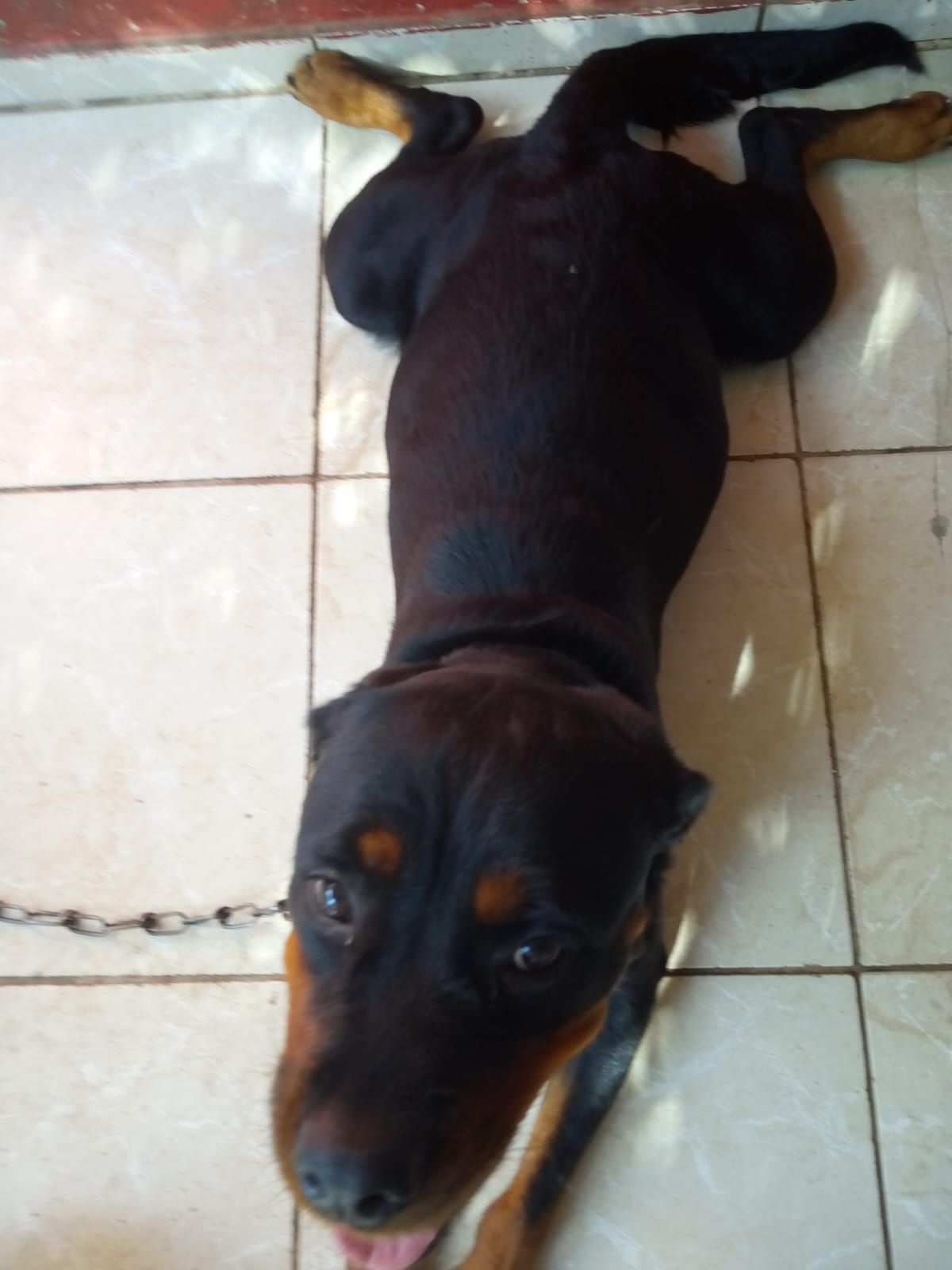 Filhote de Rottweiler  - Foto 2