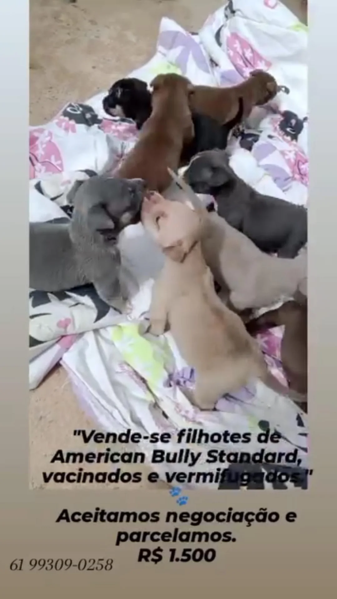 FILHOTES AMERICAN BULLY STANDART - Foto 3