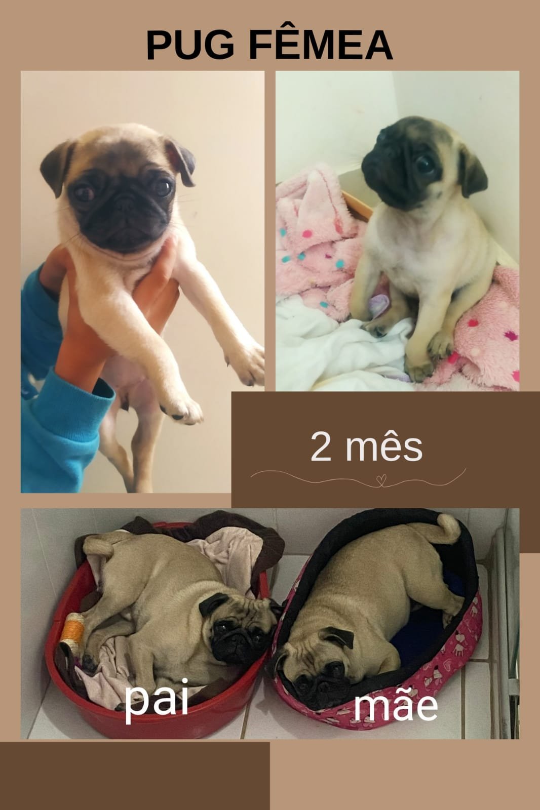 Filhote de pug fêmea 2 meses - Foto 1