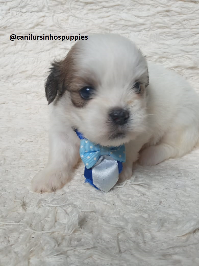lhasa apso bebes pronta entrega #canilursinhospuppies . - Foto 4