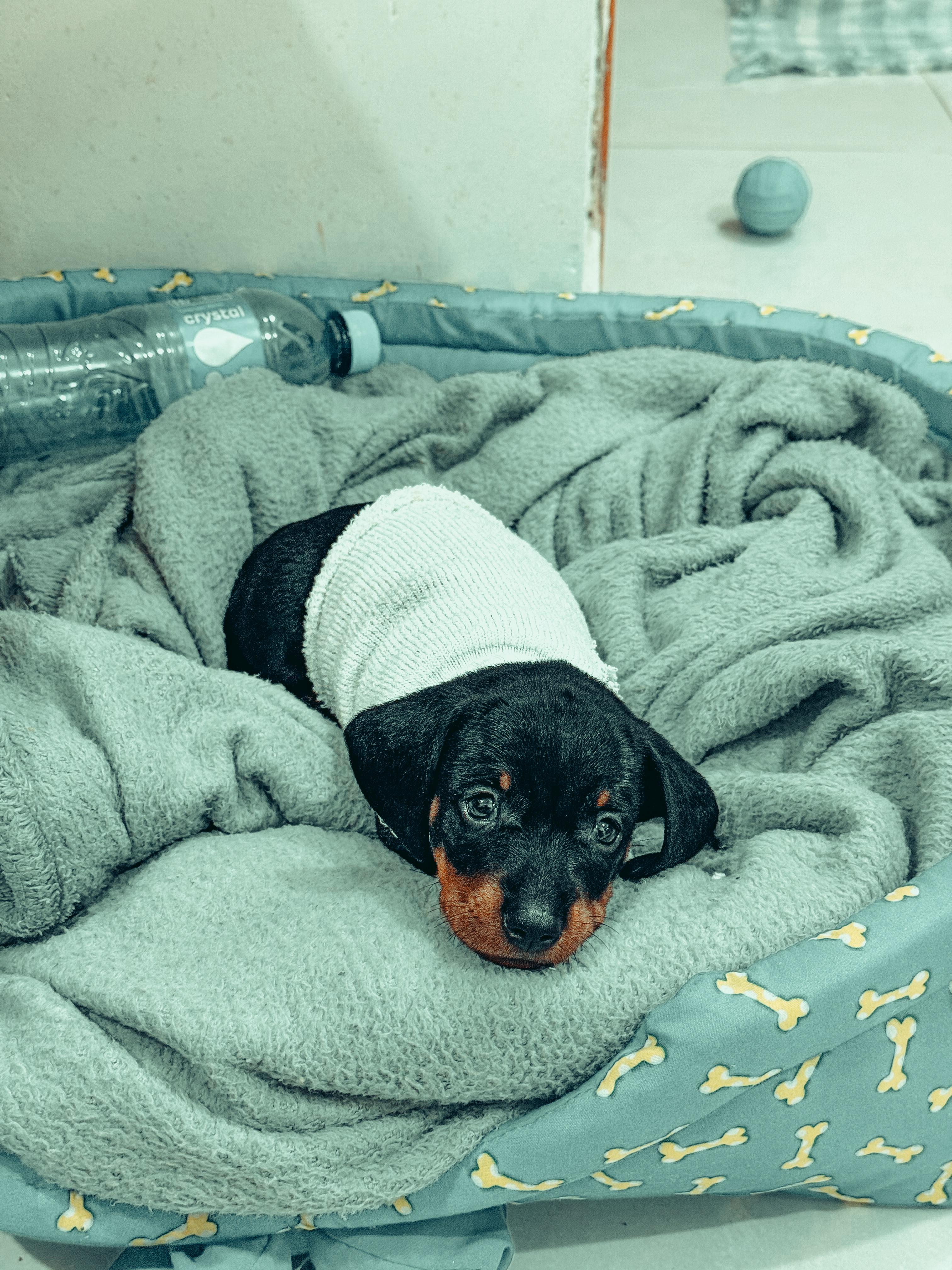 Vendo filhote de Dashshund - Foto 1