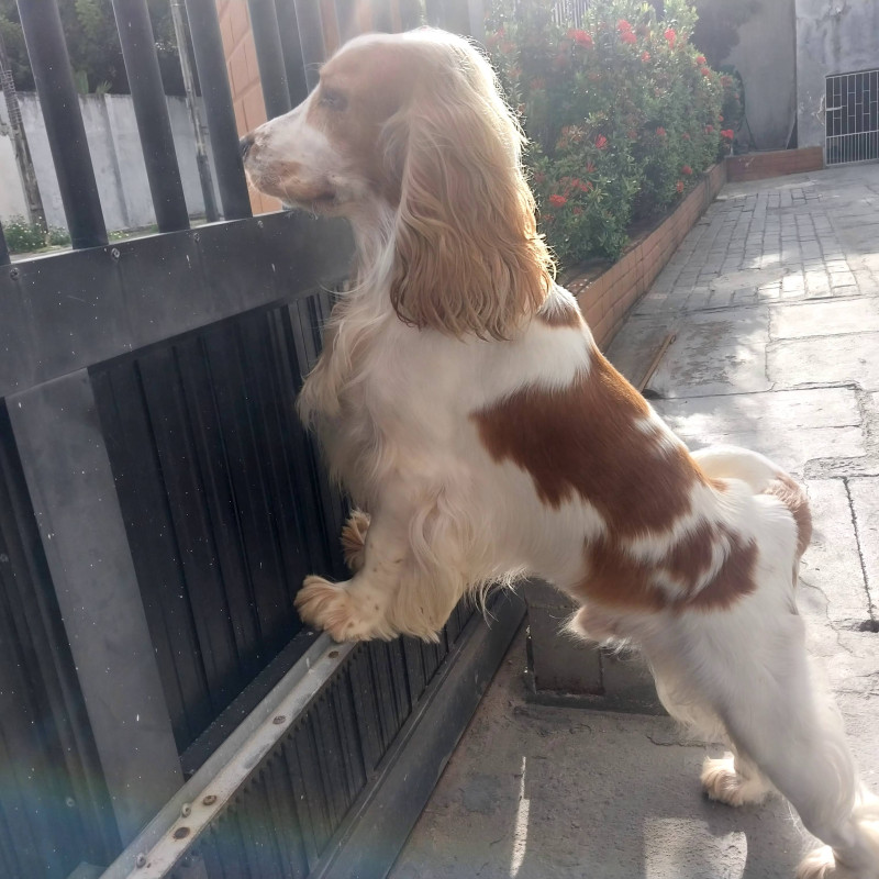 Cocker Spaniel Inglês - Raça Pura Apenas um Macho e uma Fêmea disponível - Foto 5
