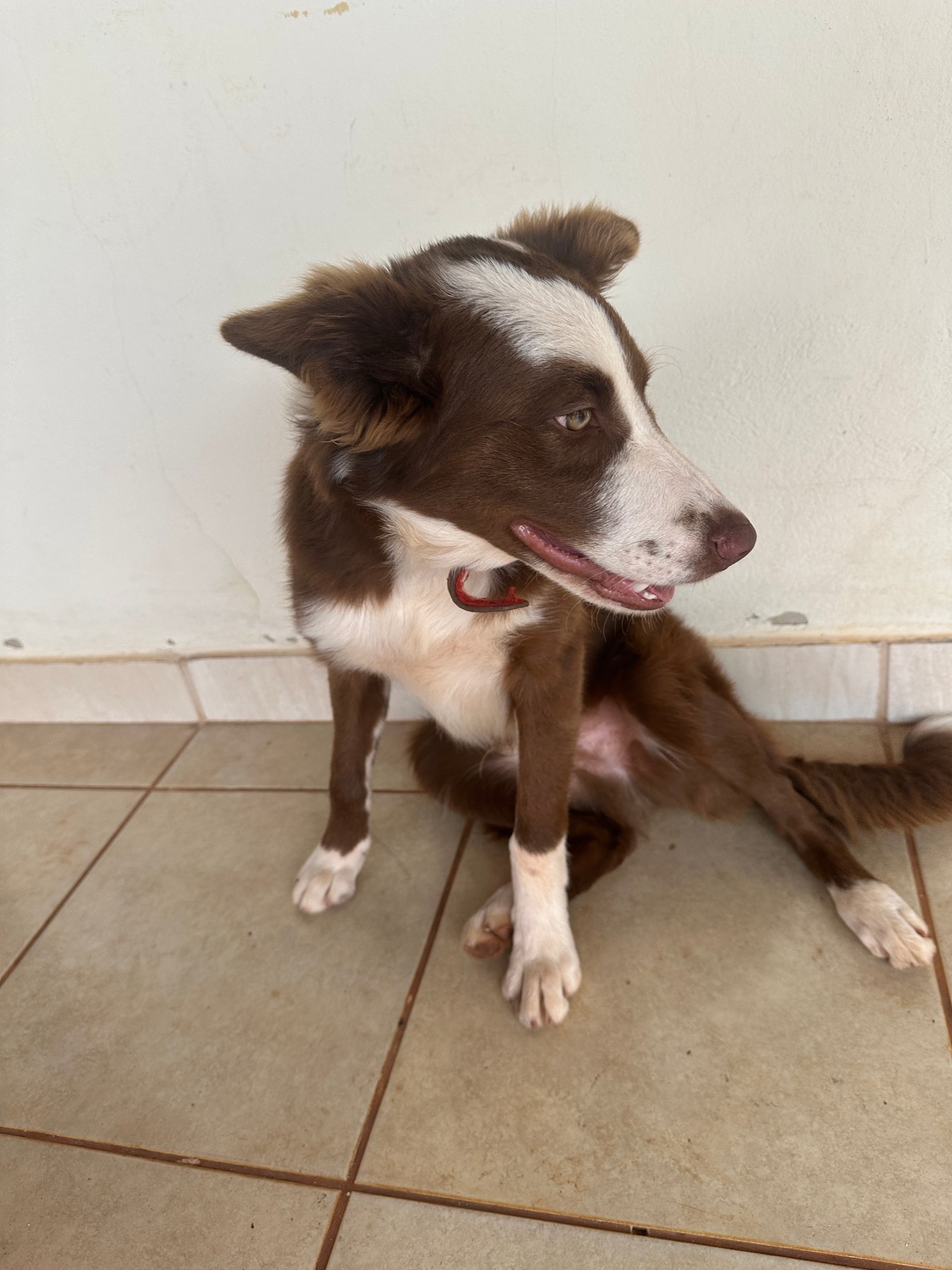 Cachorro Border Collie 6 meses marrom - Foto 2