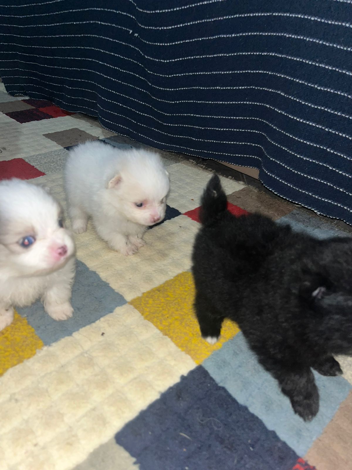 Filhotes de cachorro  - Foto 1