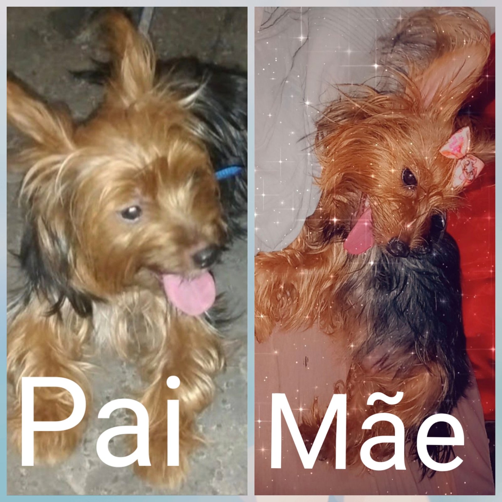 Uma linda bebê  de Yorkshire Terrier  - Foto 5