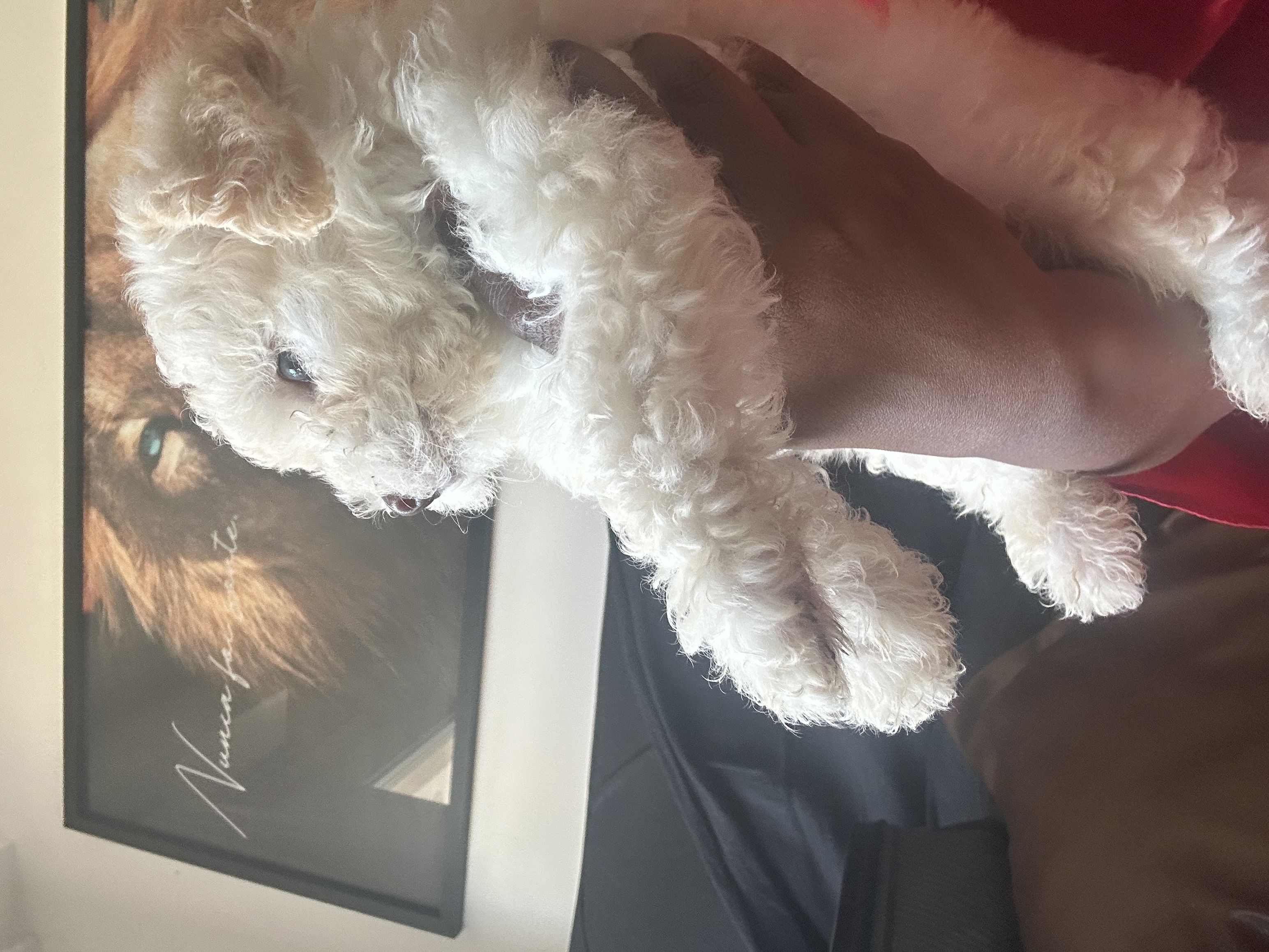 Maltipoo - Foto 1