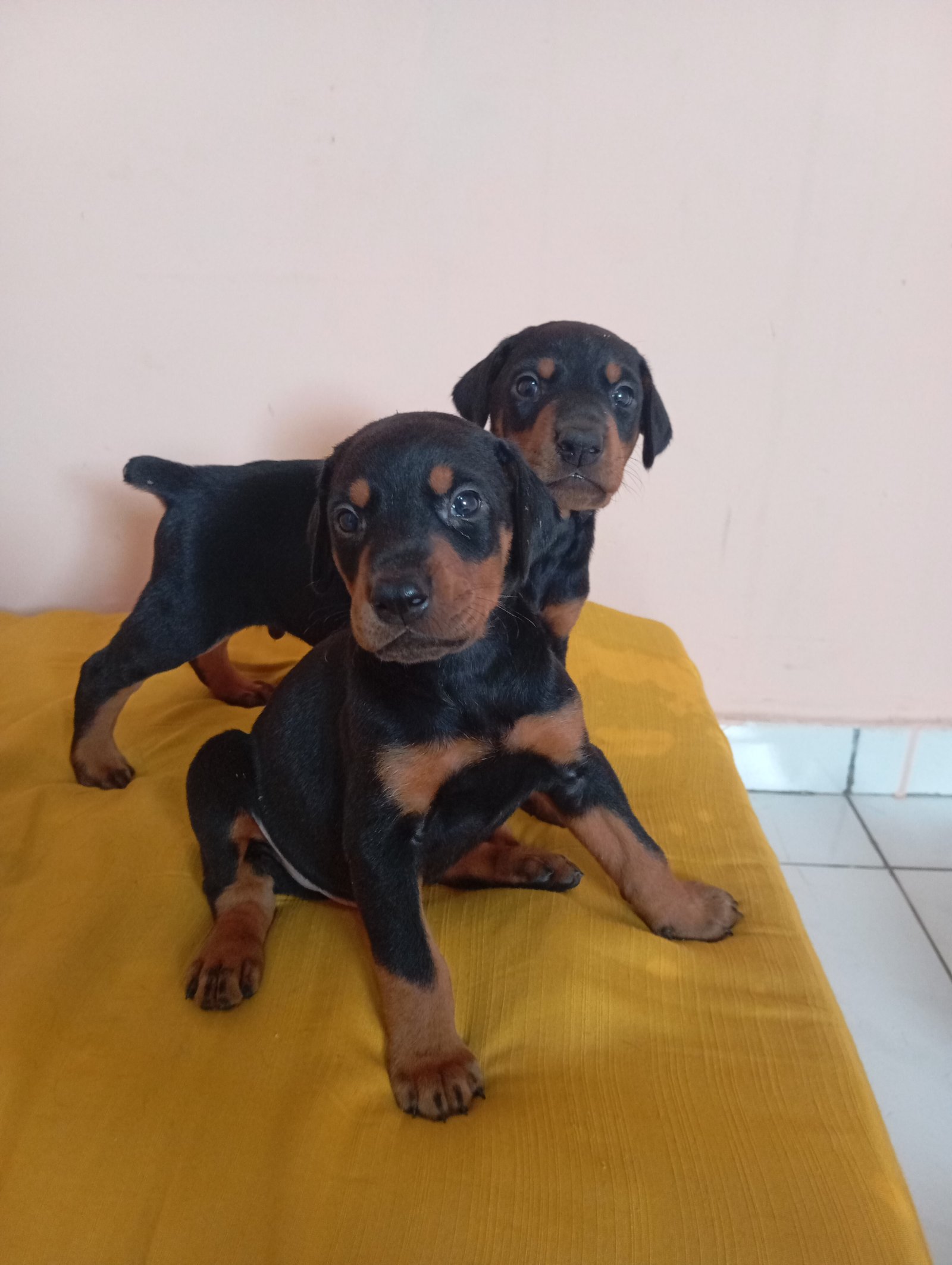 Filhotes Doberman  - Foto 1