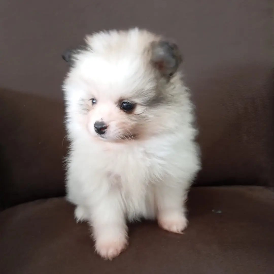 Vendo filhotes de Spitz Alemão  - Foto 3