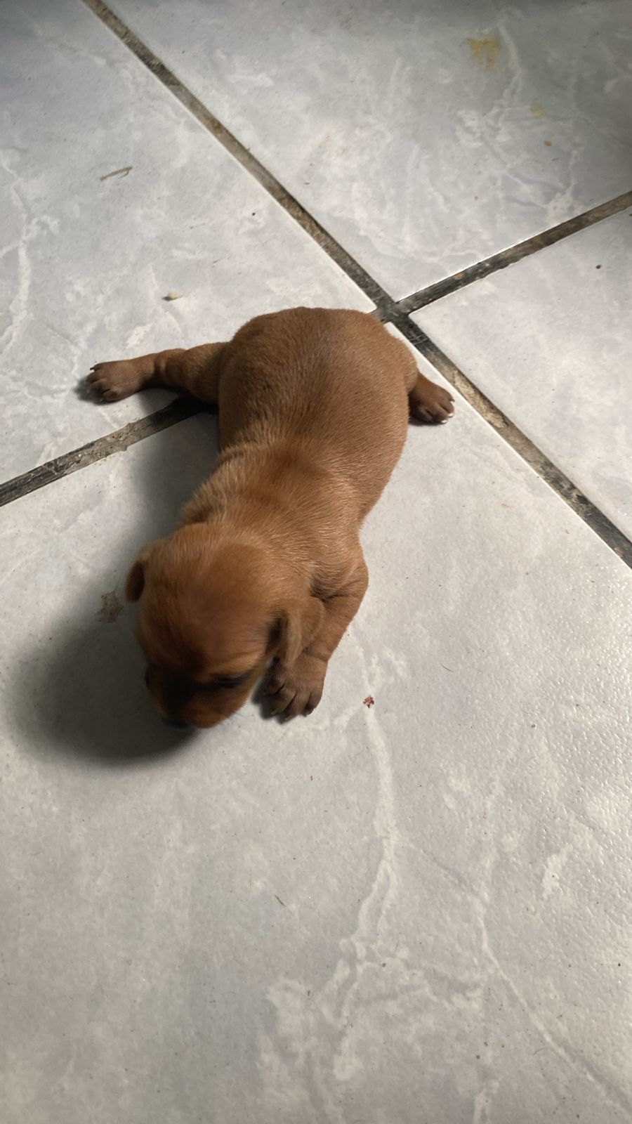 Cachorro raça Pinscher 01 - Foto 1