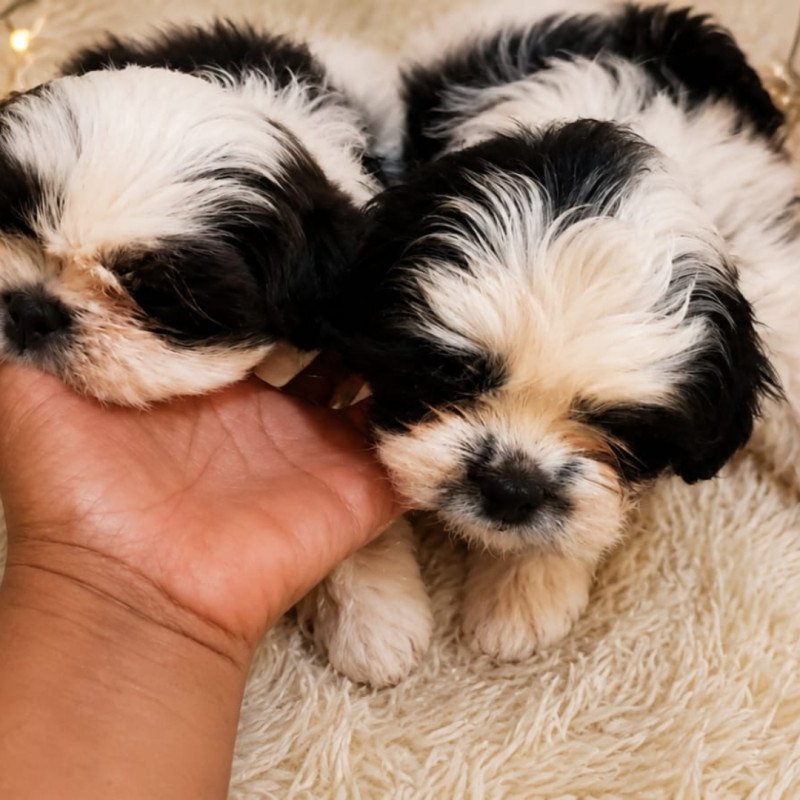 Lindos filhotes de Shih Tzu disponíveis - Foto 1
