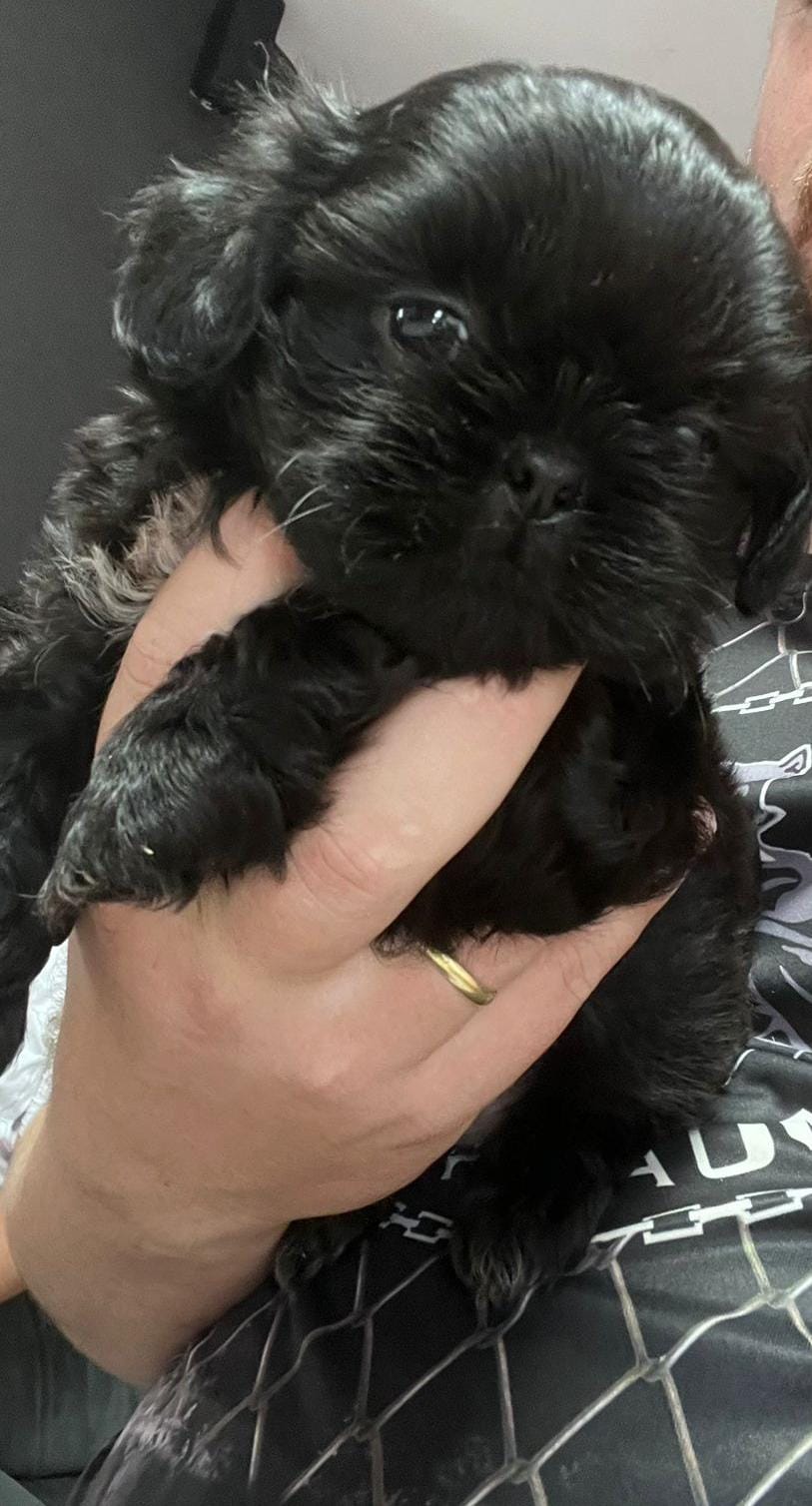 Shih Tzu - Foto 1