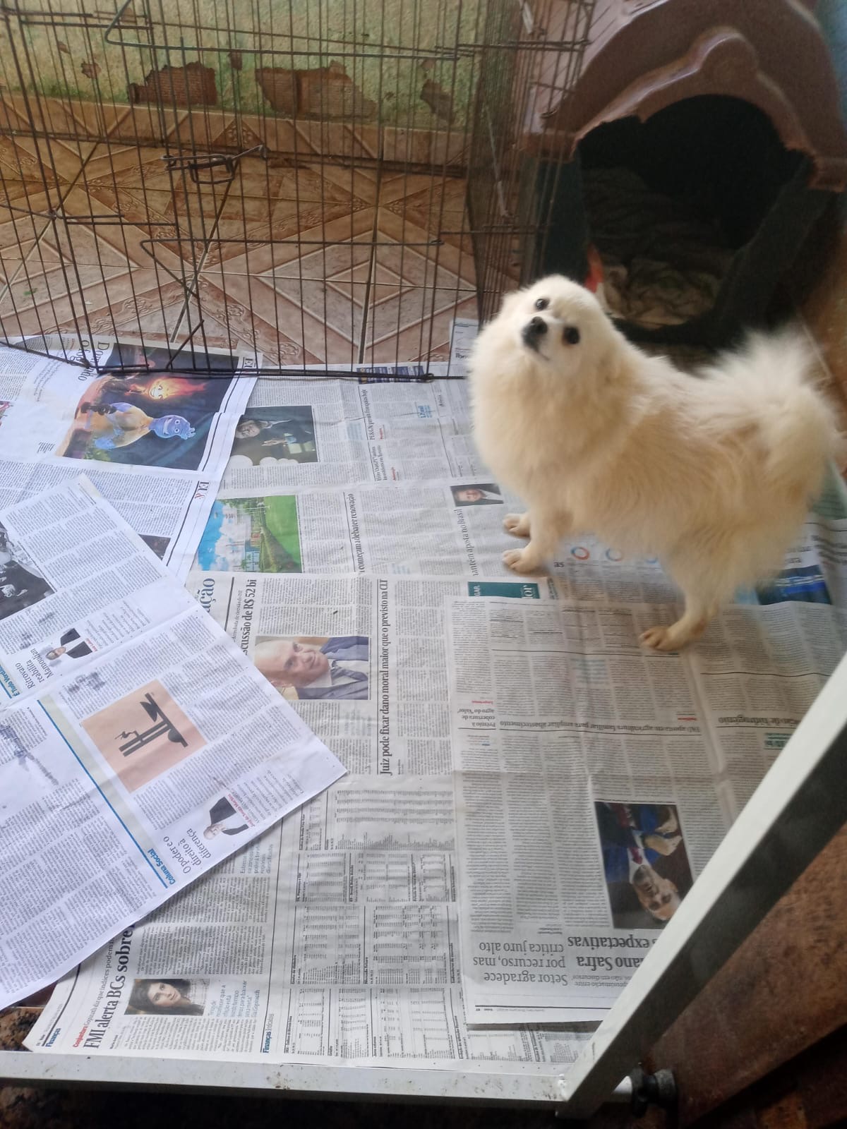 Spitz Alemão - Foto 3