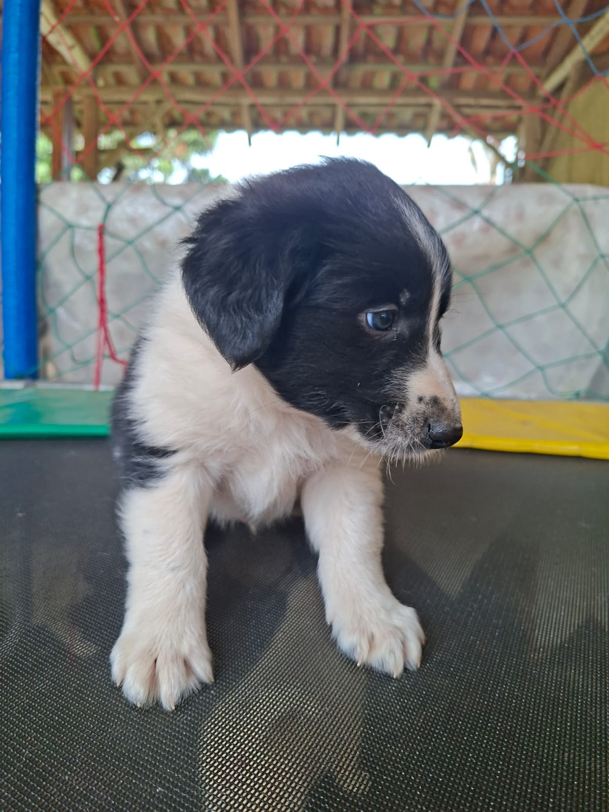 Bordercollie macho - Foto 1