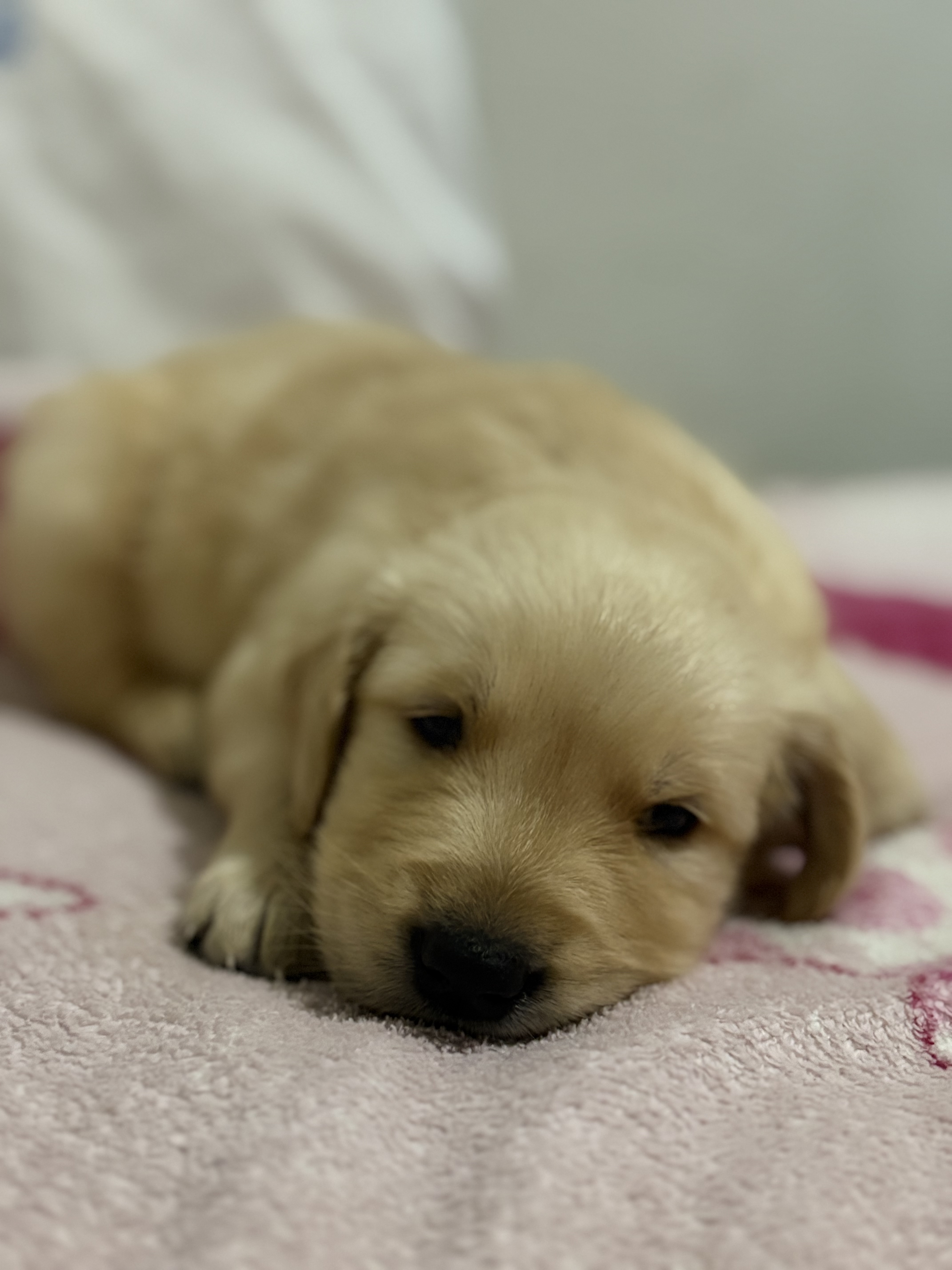Lindos filhotes de golden - Foto 4