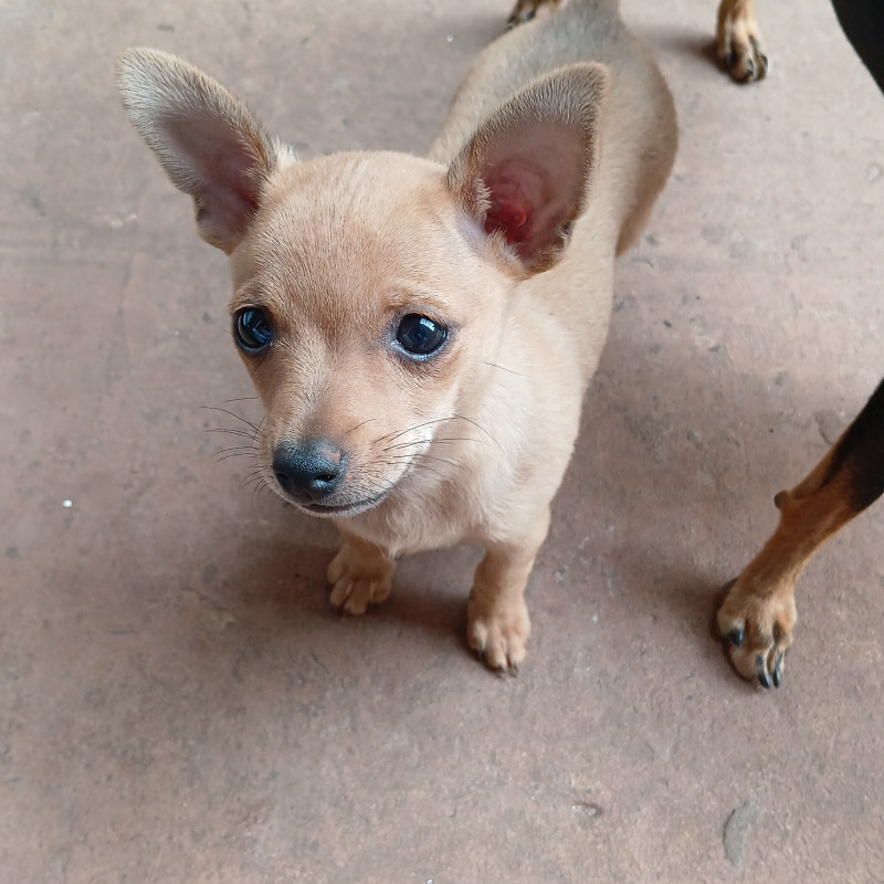 Lindo filhote pinscher - Foto 1