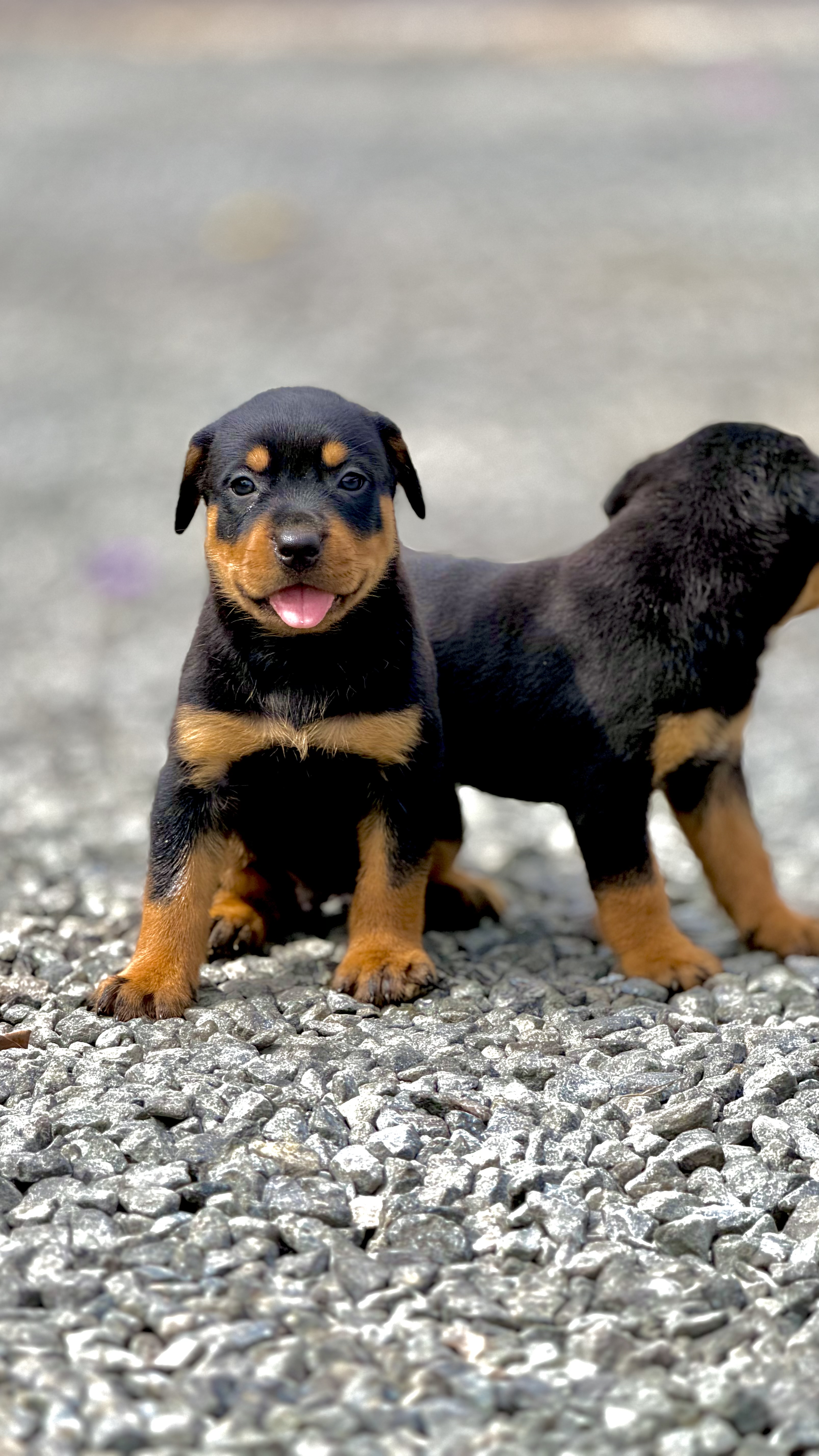 Rottweiler - Foto 1