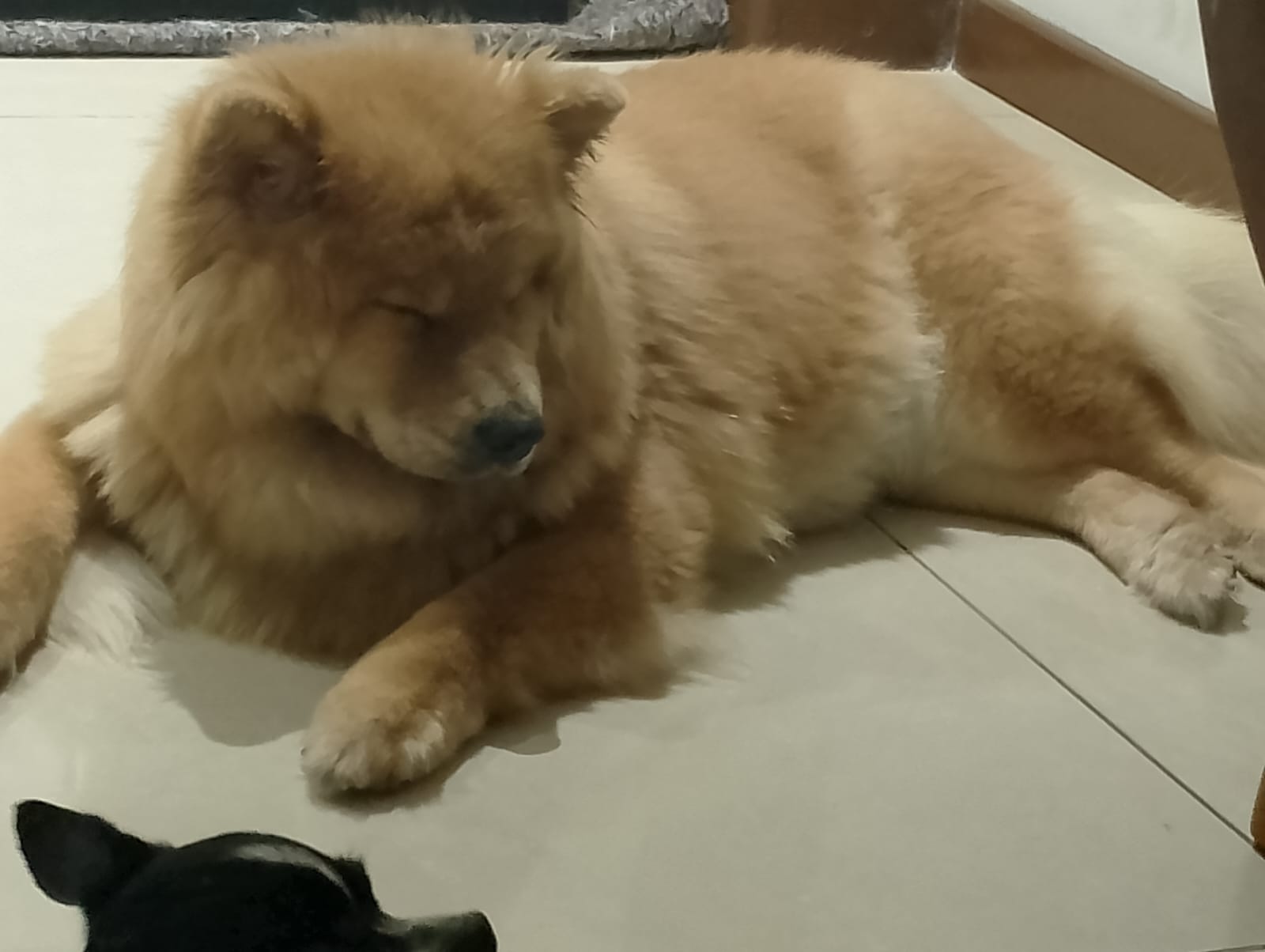 Vendo um filhote  - Foto 1