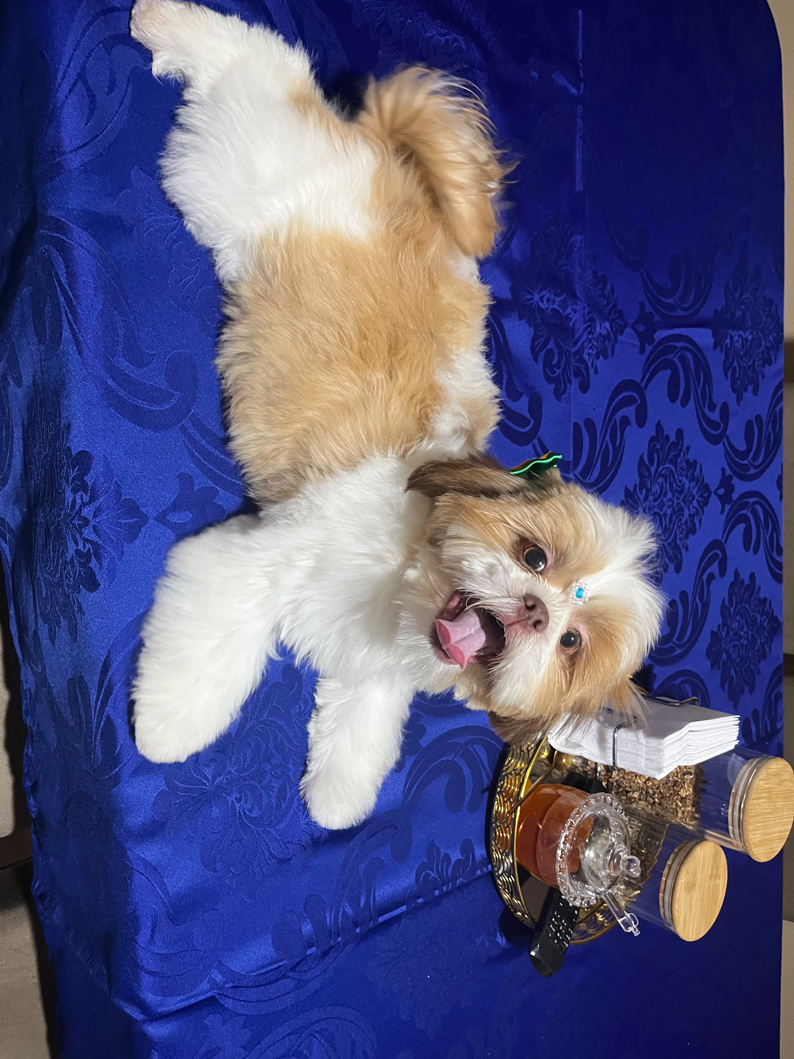 Shih tzu mini - Foto 3