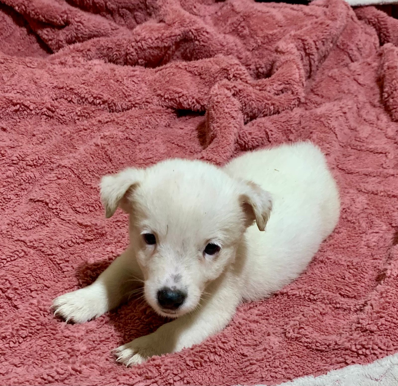 Jack russel terrier  - Foto 4