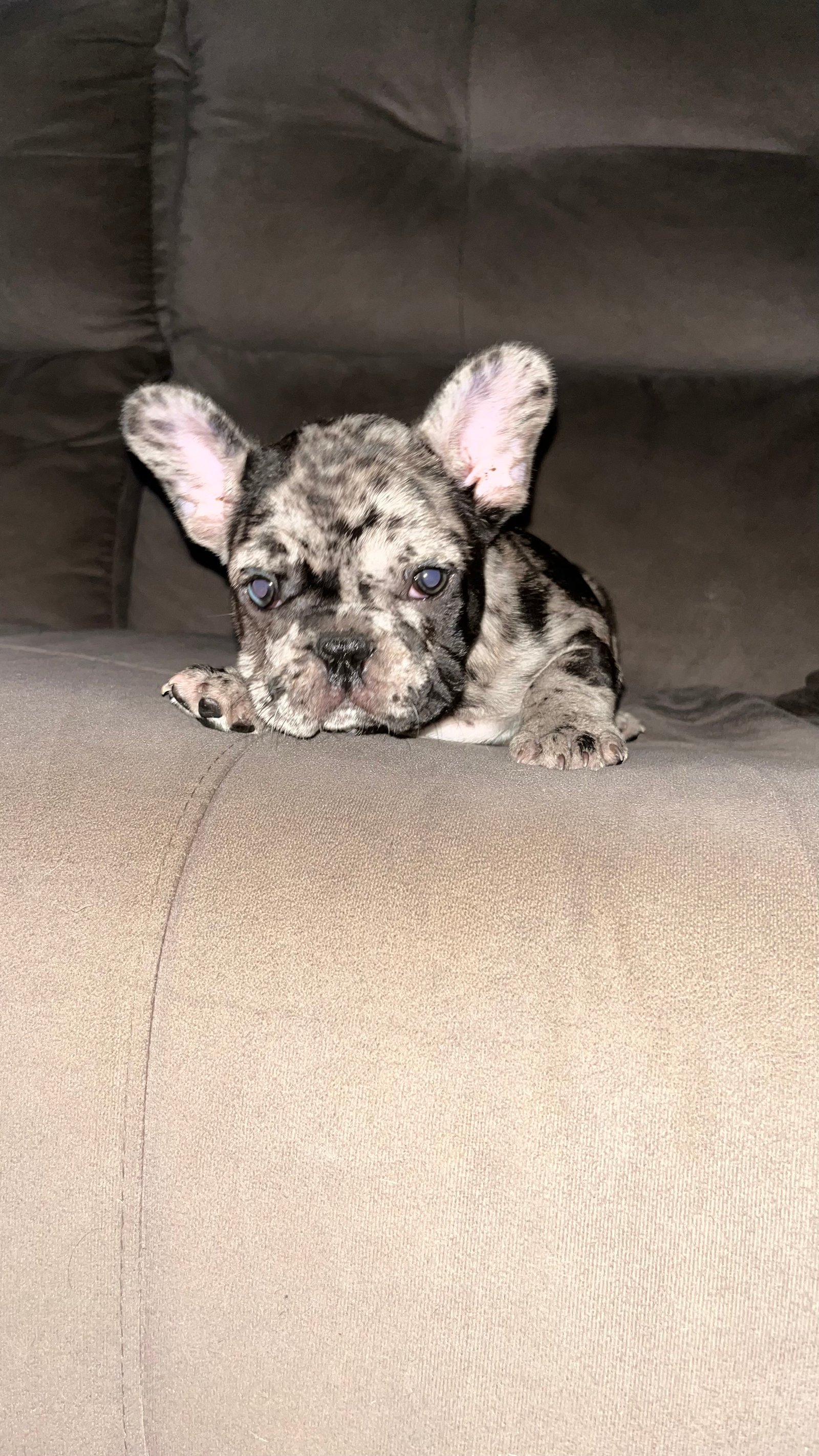 Buldogue francês merle  - Foto 1