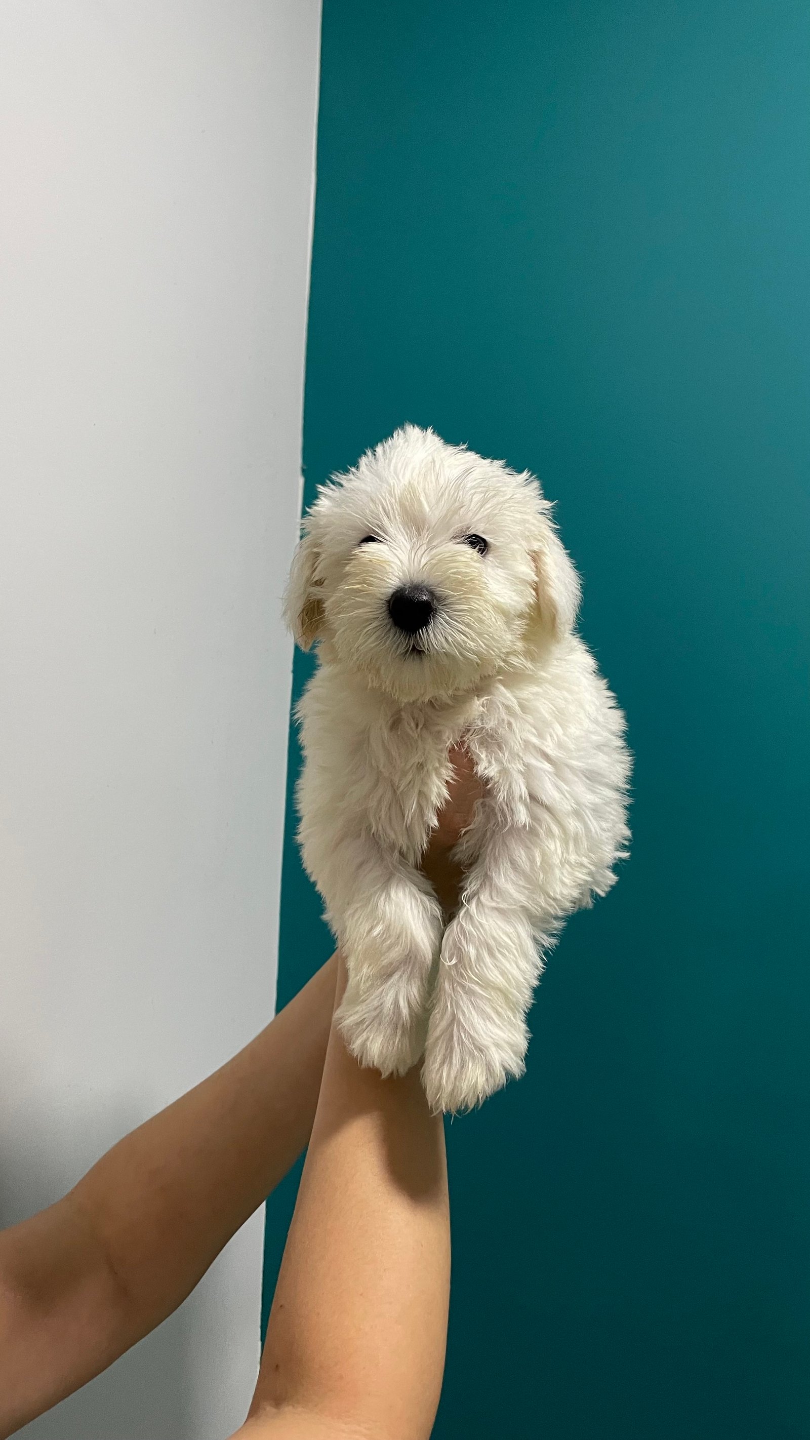 Filhotes de schnauzer disponíveis  - Foto 2