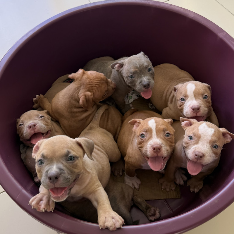 AMERICAN BULLY VACINADOS E VERMIFUGADOS COM PEDIGREE EXCELENTE GENÉTICA - Foto 1