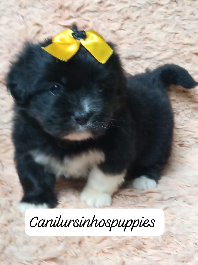 lhasa apso garanta ja o seu #canilursinhospuppies  - Foto 5
