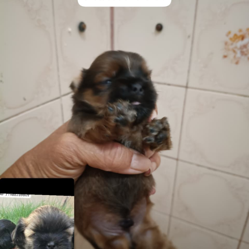 lindos filhotes de shitzu - Foto 2