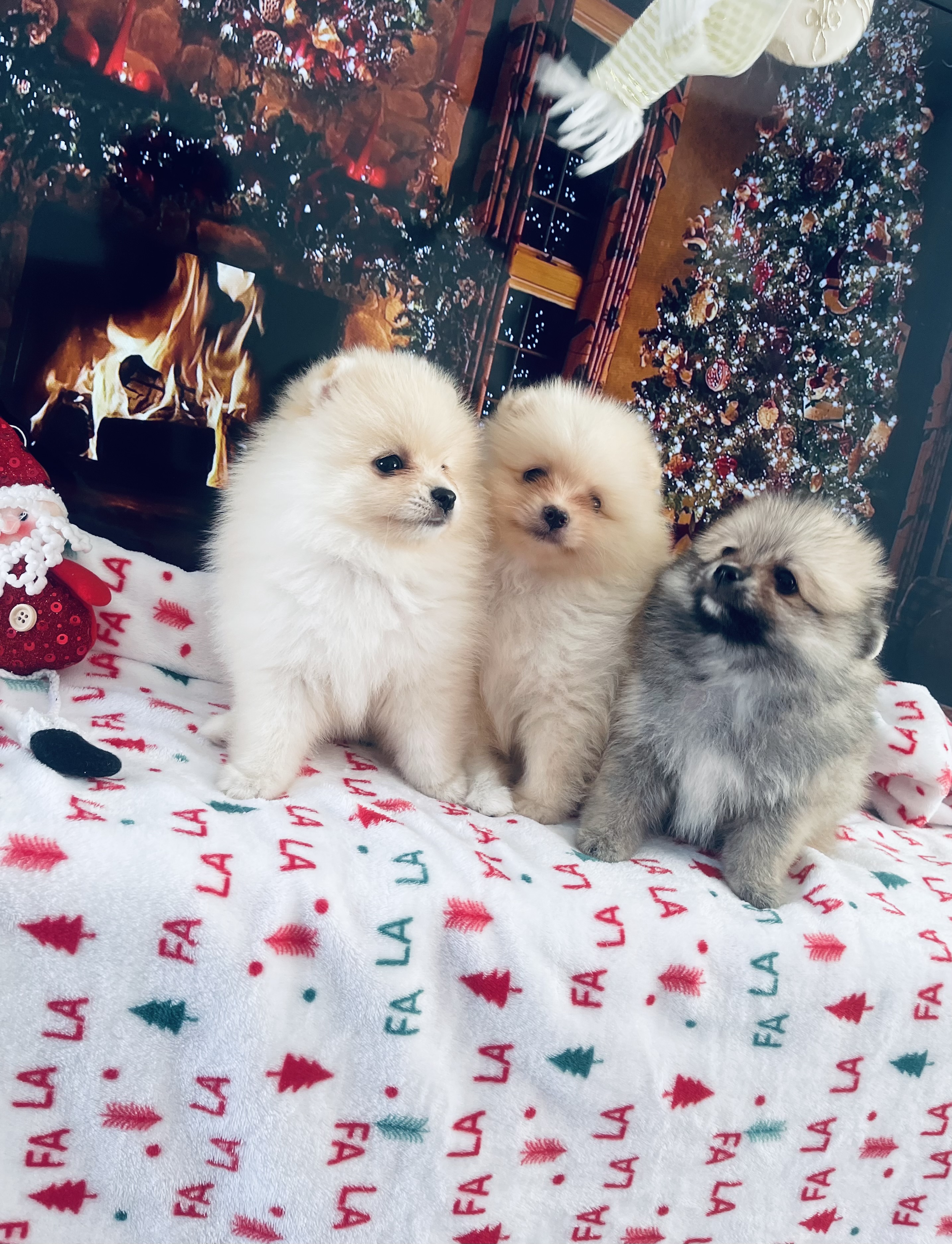 Spitz Alemão - Foto 1